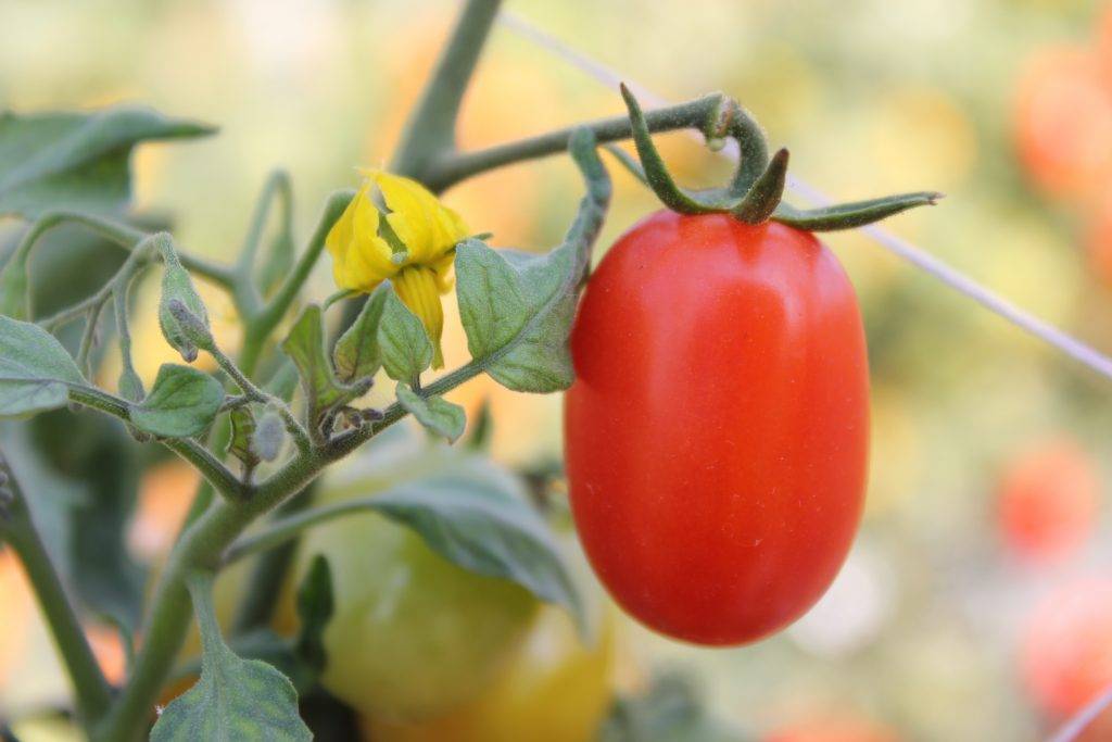 Сорт помидор "катюша": описание, характеристики, фото-материалы, рекомендации по уходу и выращиванию русский фермер