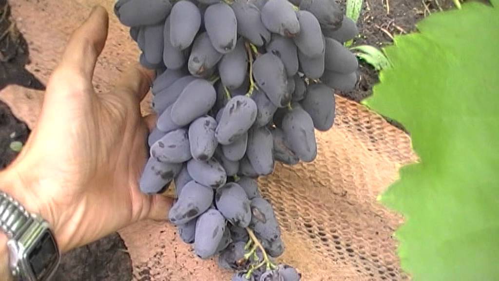 Идеальный выбор для молодых садоводов — виноград памяти негруля