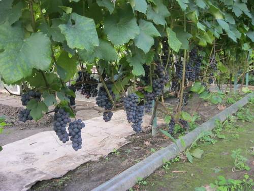 Виноград ромбик: описание и характеристики сорта, выращивание и уход с фото