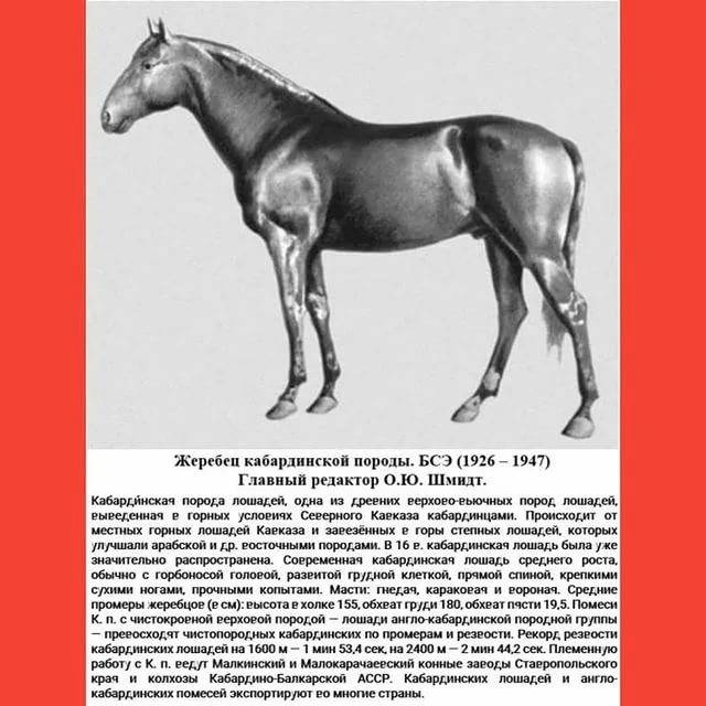 Кабардинская порода лошадей — история, описание, фото и видео. | cельхозпортал