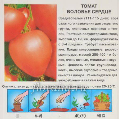 Воловье сердце томат характеристика и описание сорта