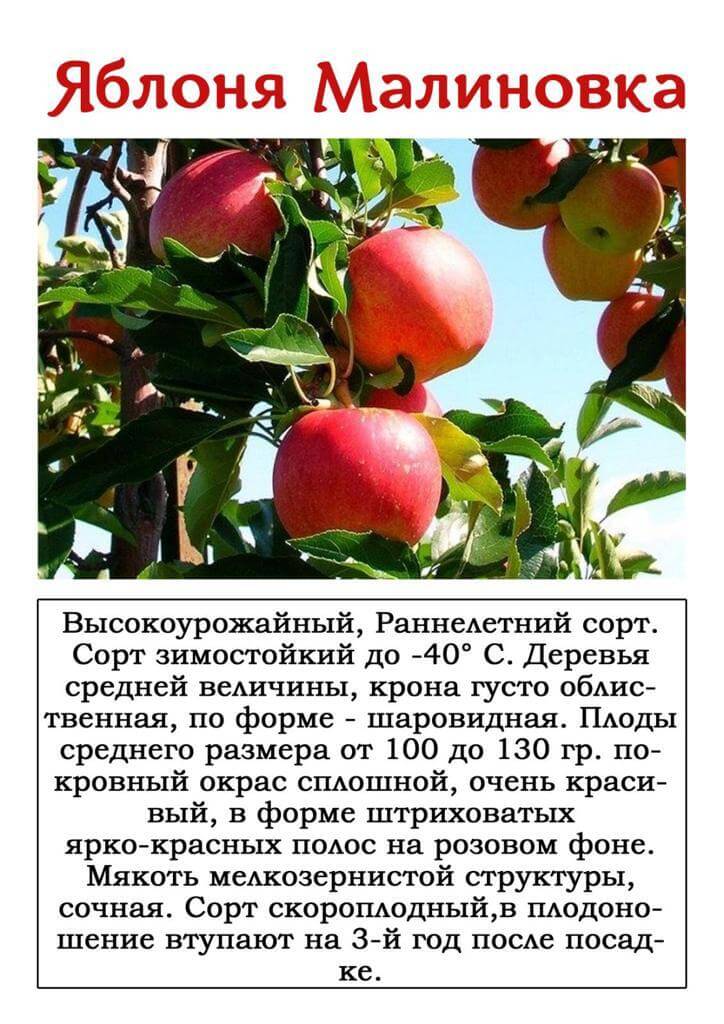 Подробное описание и характеристики сорта яблони Настенька