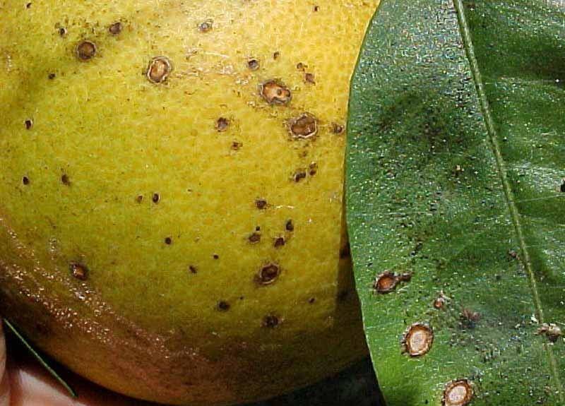Болезни лимона и других цитрусовых растений