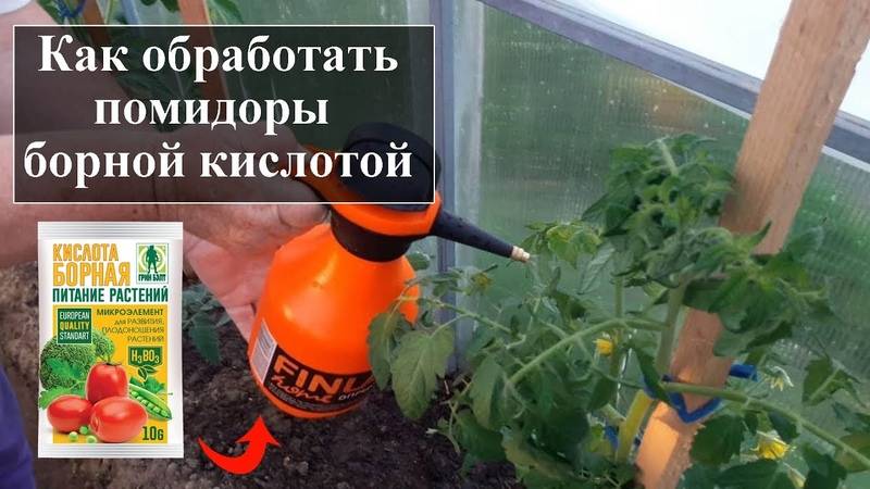 Борная кислота для опрыскивания томатов: есть ли польза