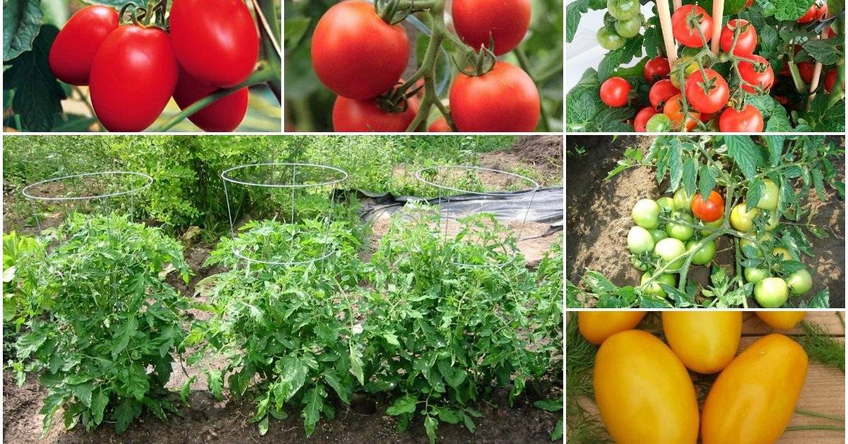 Лучшие сорта помидоров для открытого грунта с фото и описанием |