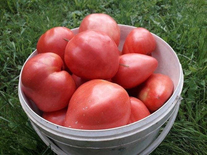 Лучшие сорта томатов для беларуси: урожайные для теплиц и открытого грунта