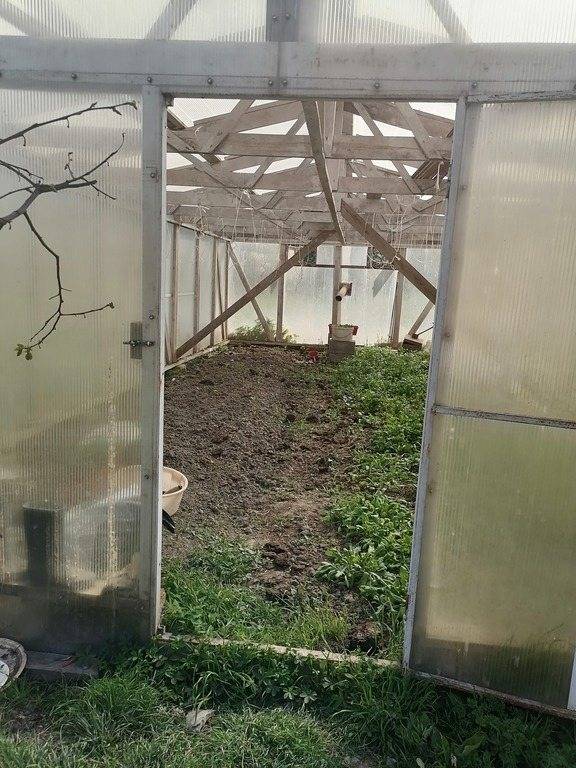 Как выращивать кинзу в теплице - в рассаде