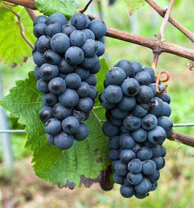 Вино пино нуар красное: сорт винограда, сухое, розовое, аромат, вкус, цвет, география