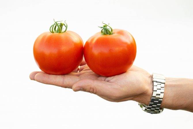 Характеристика сорта томата факел, его урожайность