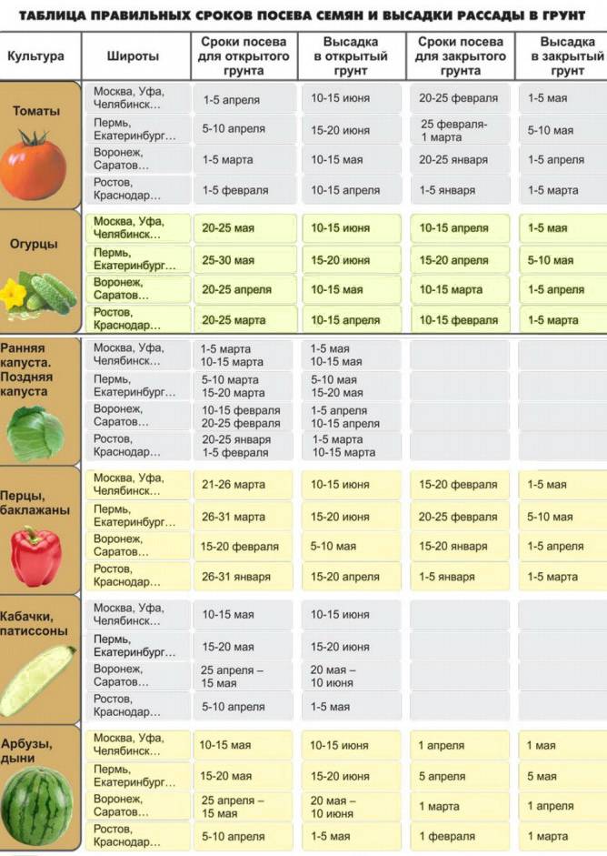 Когда сеять помидоры на рассаду в 2022 году по лунному календарю и по регионам: таблица, благоприятные дни