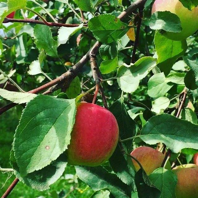 Описание сорта яблони сласть алая: фото яблок, важные характеристики, урожайность с дерева