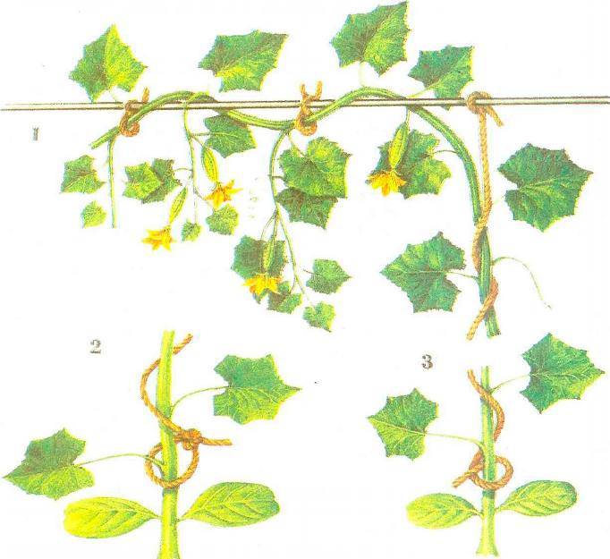 Огурцы на шпалере в открытом грунте схема формирования