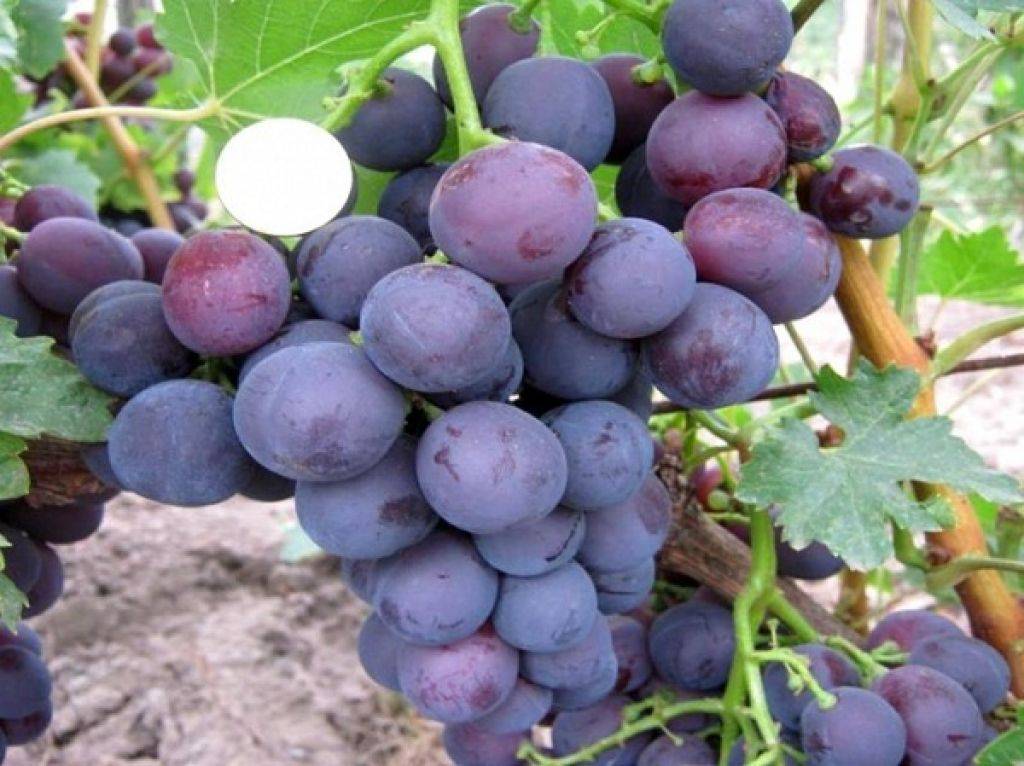 Виноград кардинал: описание сорта, агротехника выращивания и уход