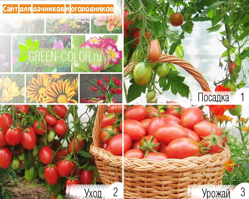 Томат дачник: описание раннего и простого в уходе сорта томатов