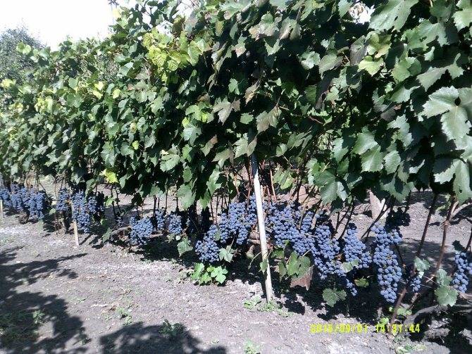 Виноград мукузани: описание сорта, характеристика и стандарт, как ухаживать
