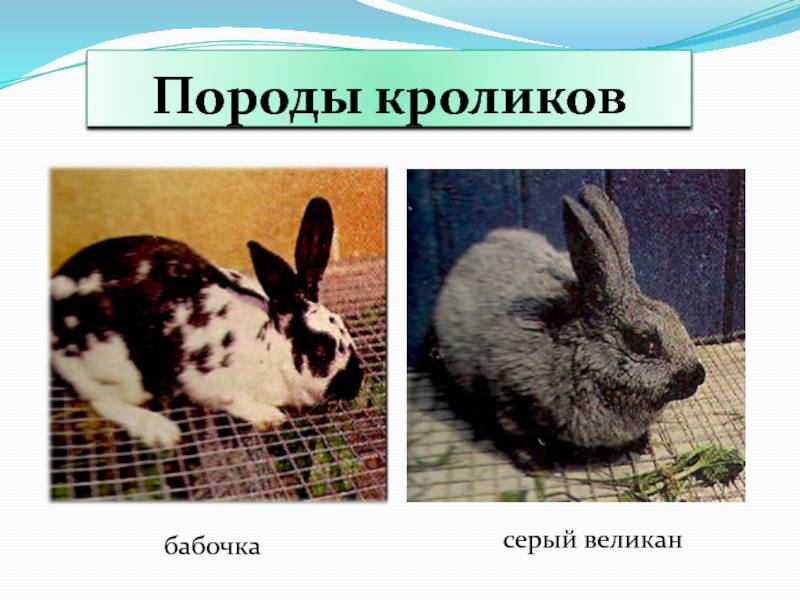 Кролик бабочка: описание породы и фото