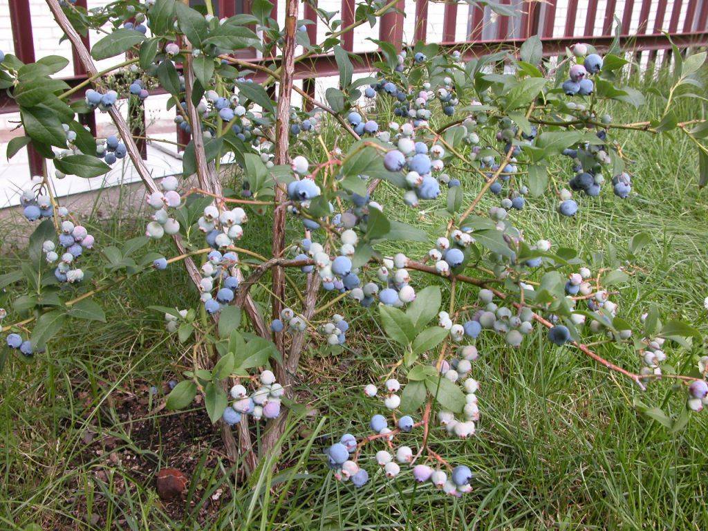 Голубика садовая: мои секреты невероятных урожаев