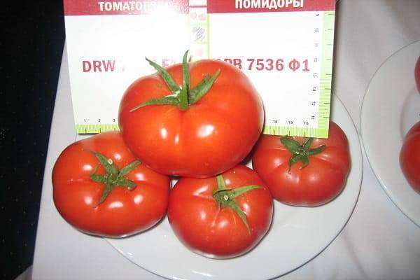 Описание сорта томата натали, особенности выращивания и ухода – дачные дела