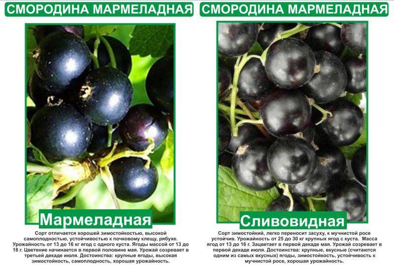 Черная смородина - 19 лучшие сортов для подмосковья, крупноплодные и сладкие, какие лучше посадить красной