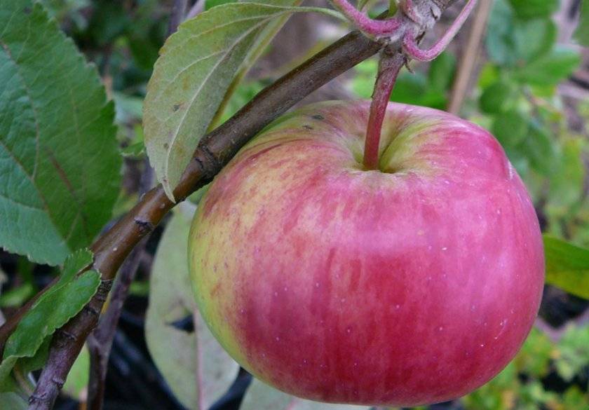 Карликовая яблоня братчуд (брат чудного): описание сорта, фото, отзывы