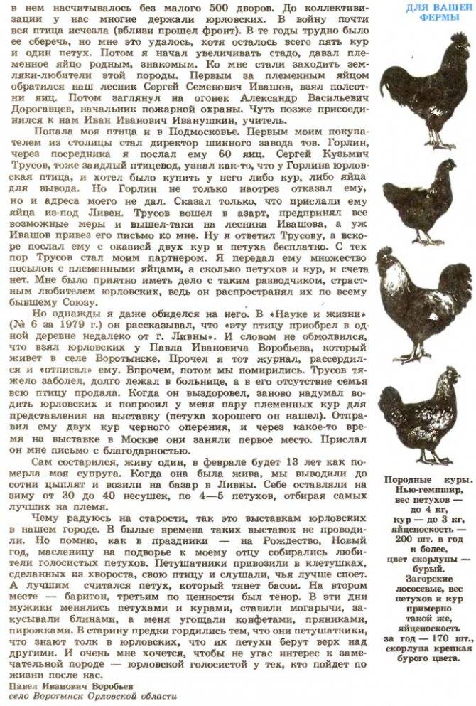 Юрловская голосистая порода кур: описание и фото, особенности содержания и ухода