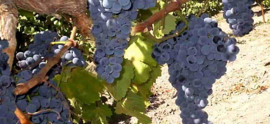 Виноград саперави: описание сорта, правила ухода и посадки, где растет