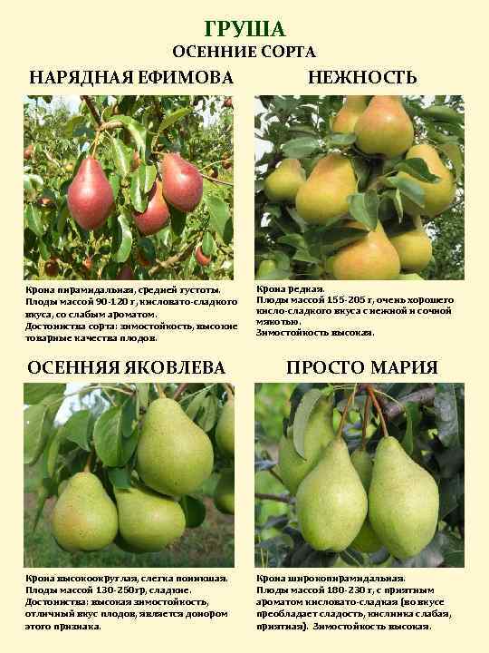 Груша москвичка: описание и характеристика сорта, выращивание и уход, фото