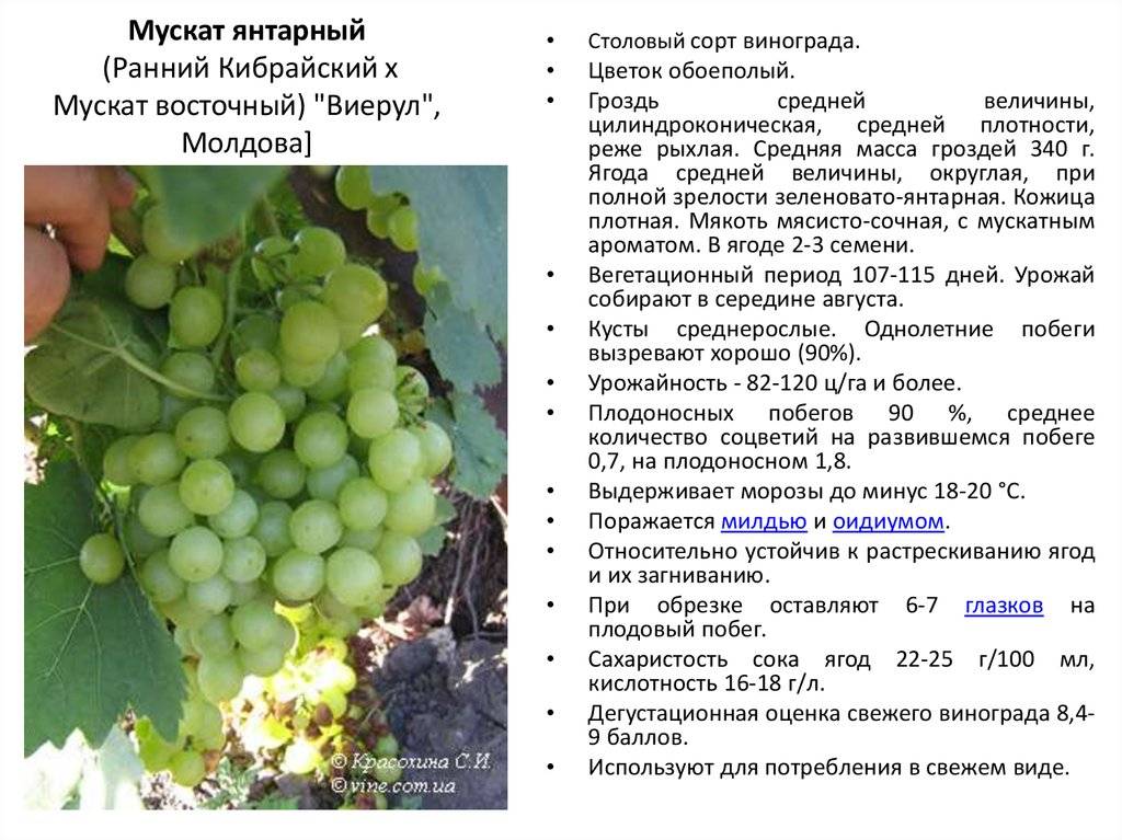 Сорт винограда «виорика»: описание, характеристика, особенности выращивания