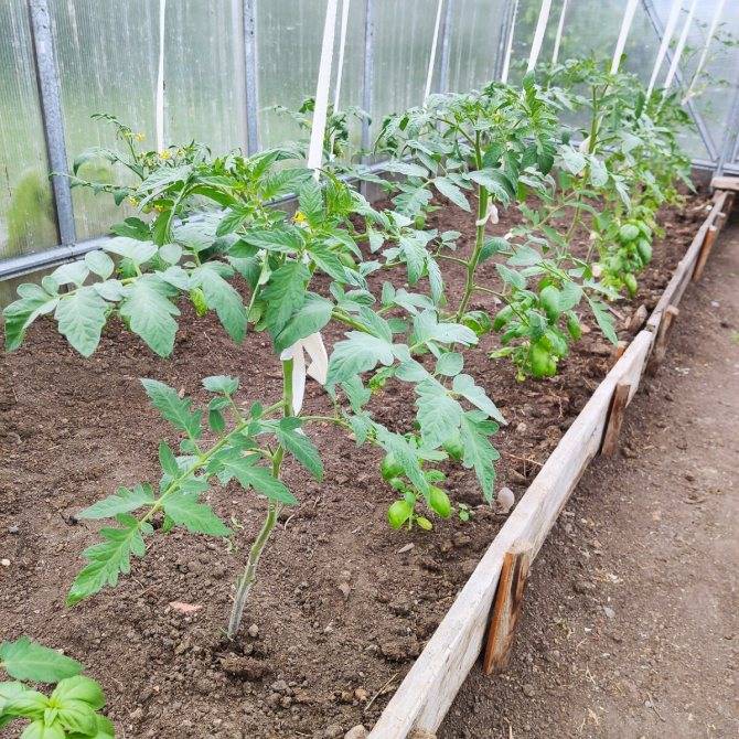 Как поливать рассаду помидор в теплице и открытом грунте