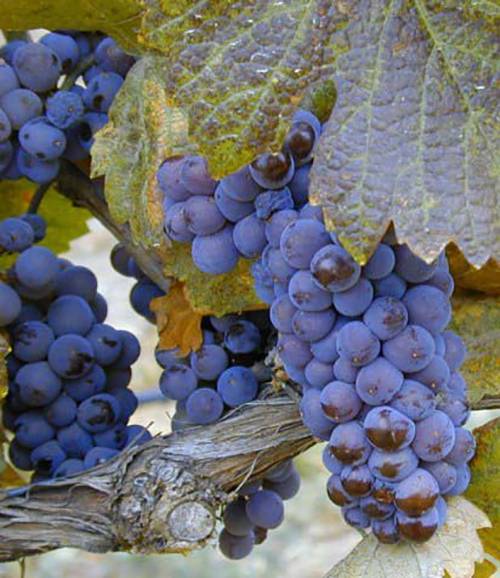 Виноград пино-нуар: описание сорта, характерстика, фото