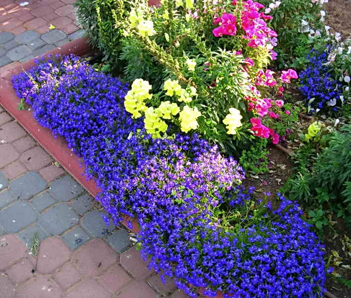 Как украсить сад бордюрными цветами