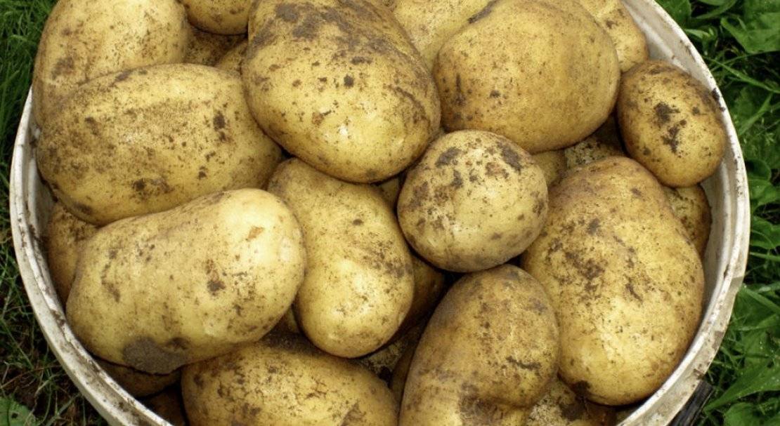 Картофель коллета описание. Сорт картофеля Эльмундо. Сорт Адретта. Сорт картошки Лимонка.