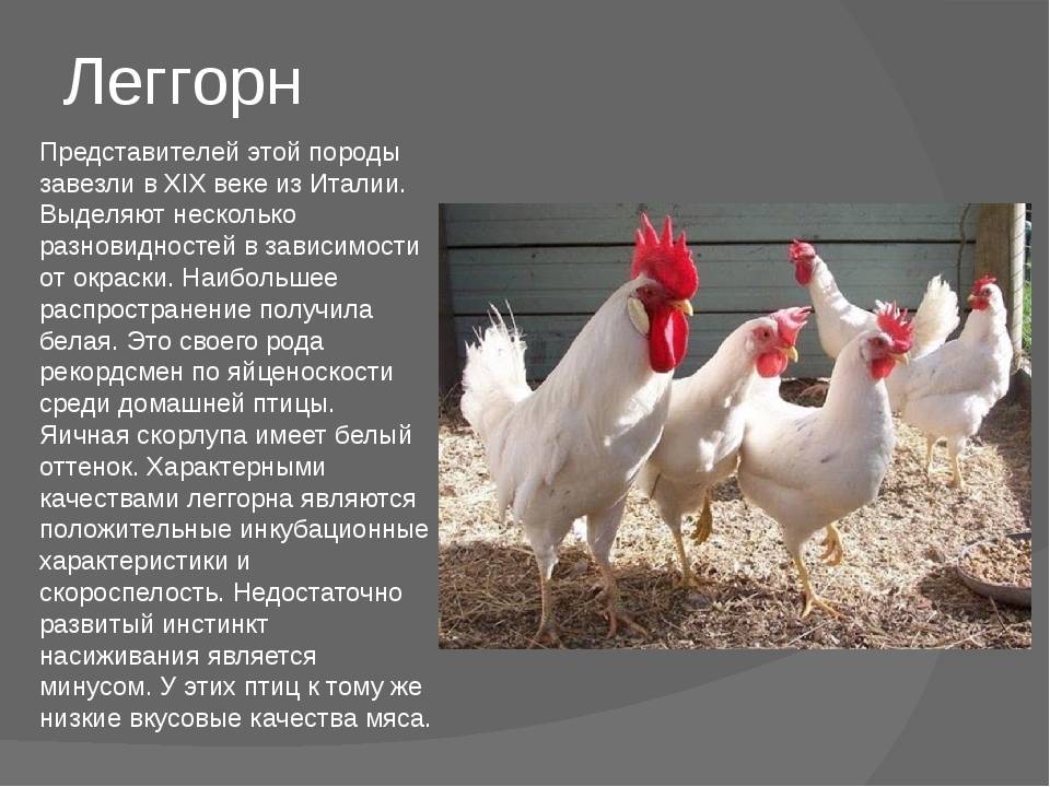 Русская белая порода кур: описание и характеристика исконно русских куриц