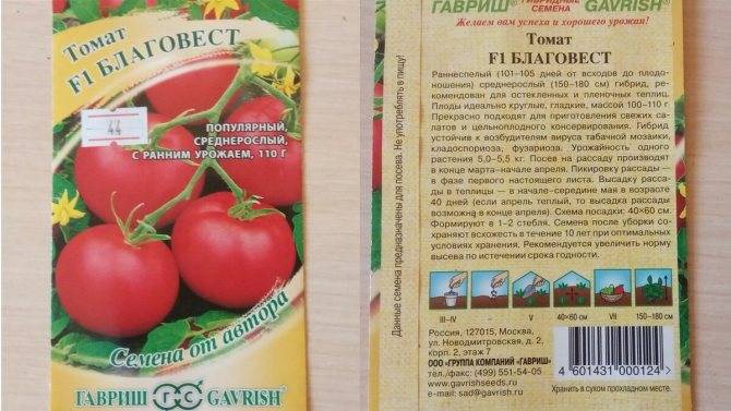 Томат катюша f1: характеристика и описание сорта, выращивание и уход, урожайность, фото