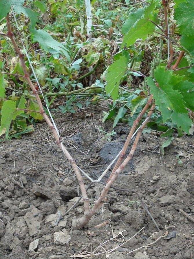 Как пересадить виноград осенью на другое место - подробная инструкция