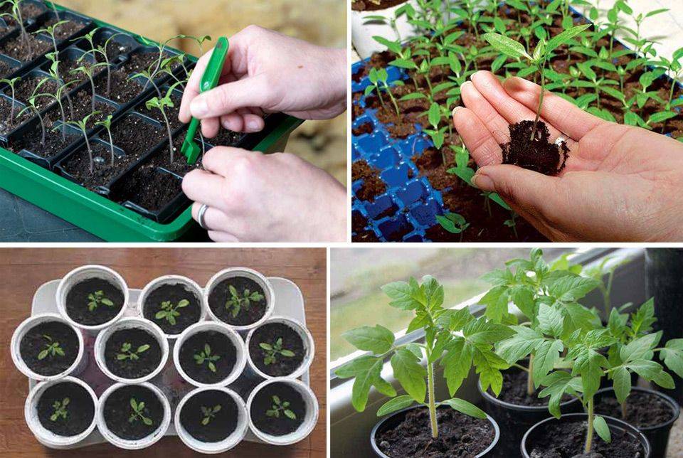 Как и когда сажать помидоры на рассаду: посев семян, пикировка, подкормки, уход за растениями