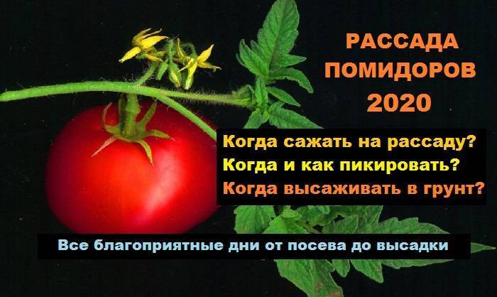 Когда сажать помидоры на рассаду в 2022 году + благоприятные дни по лунному календарю