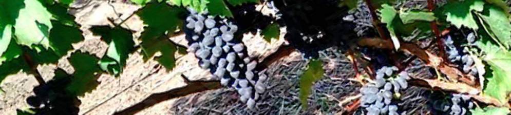 Виноград чарли: стойкий крупноплодный гибрид, которому не страшны ни грибок, ни заморозки