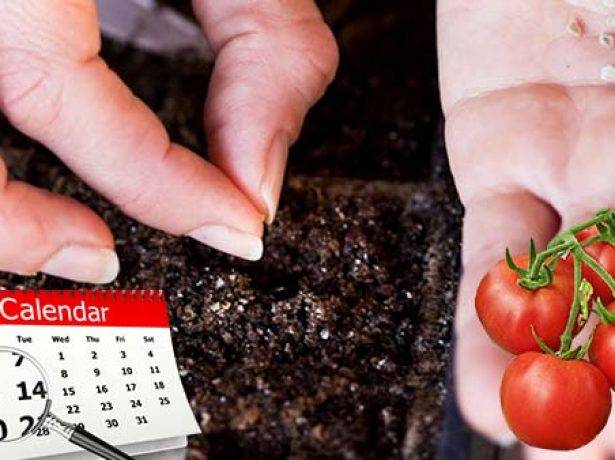 Как вырастить рассаду томатов в домашних условиях. об этом не знают огородники: новости, сад, огород, томат, помидоры, полив, рассада, урожай, сад и огород