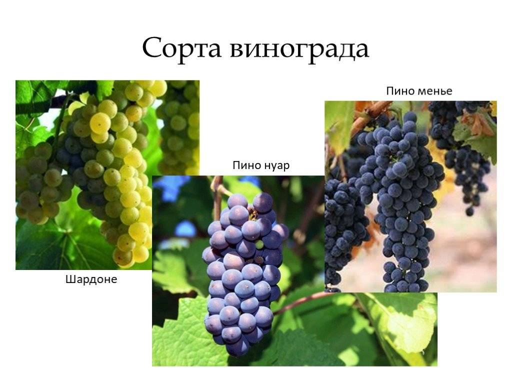 Виноград Пино Нуар: описание и особенности сорта, история и агротехника