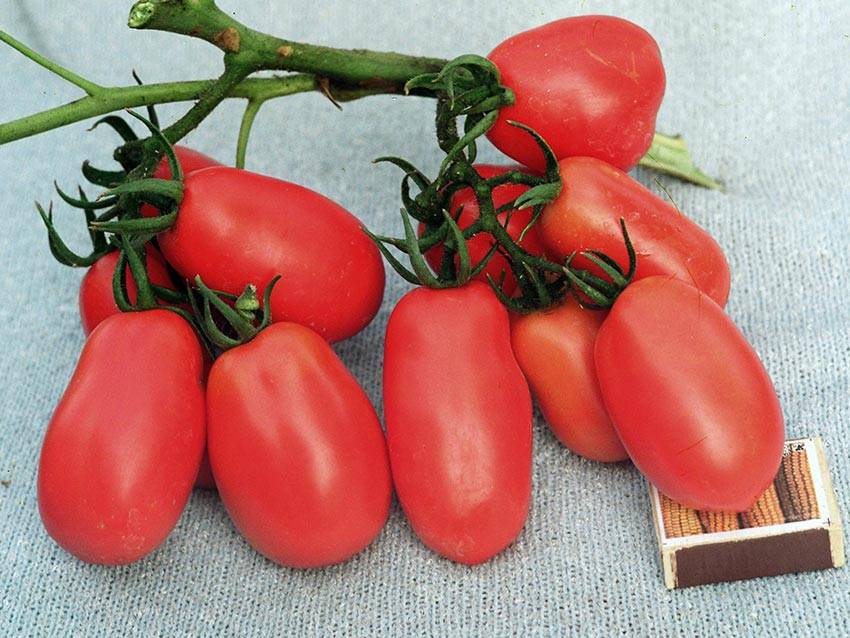 Томат супербанан: характеристика и описание сорта, урожайность с фото 
