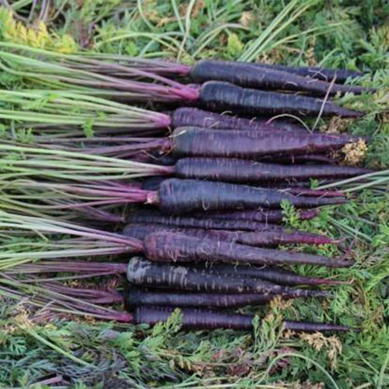 Черная морковь – стоит ли выращивать? – дачные дела
