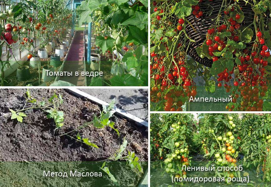 Выращивание помидоров в теплице и в открытом грунте на polzablog