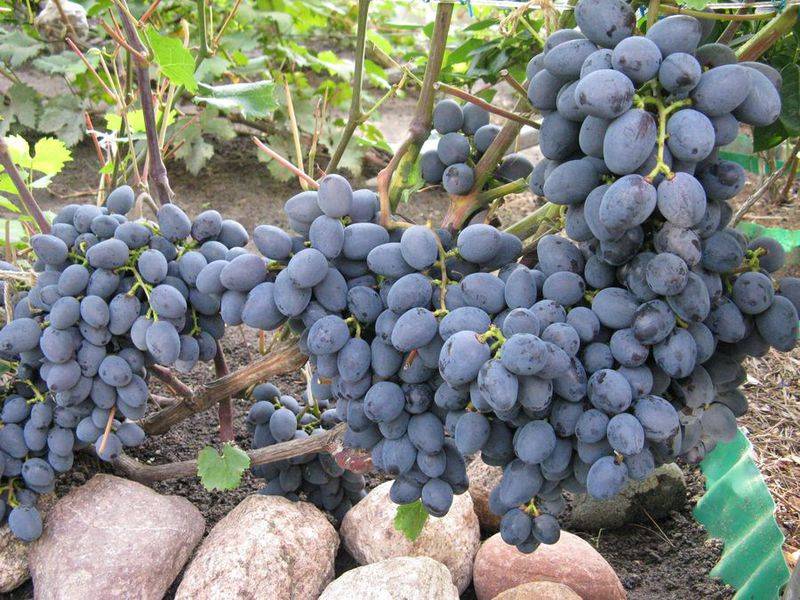 Виноград «гала»: гибридная форма для северных районов