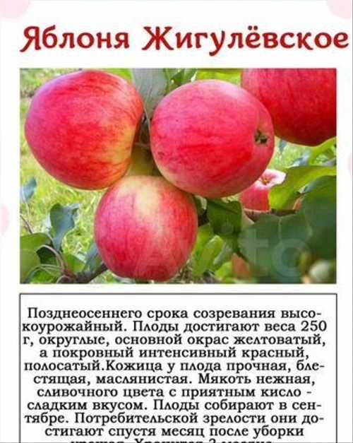 Описание сорта яблони десертное петрова: фото яблок, важные характеристики, урожайность с дерева