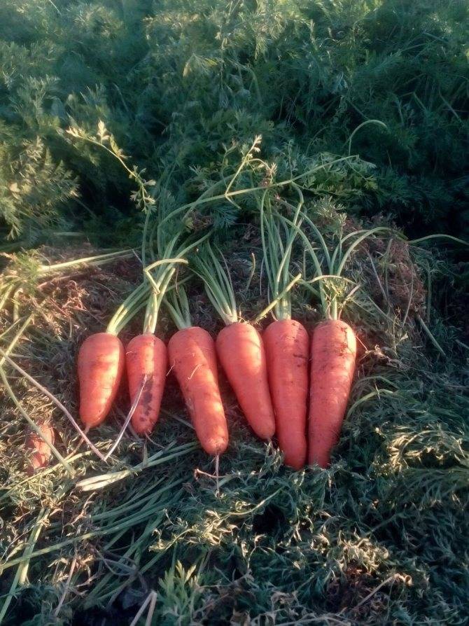 Морковь абако – хороший урожай для центральных регионов рф