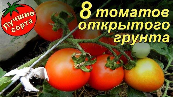 Лучшие сорта томатов (помидор) на 2022 год для теплиц из поликарбоната и открытого грунта