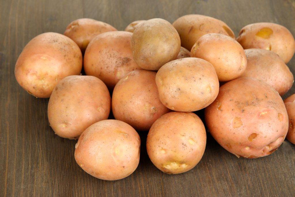 Картофель сорта каратоп: характеристика и описание, болезни и вредители