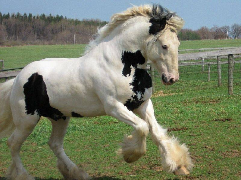 Лошади шайр: фото, история породы, внешний вид, уход