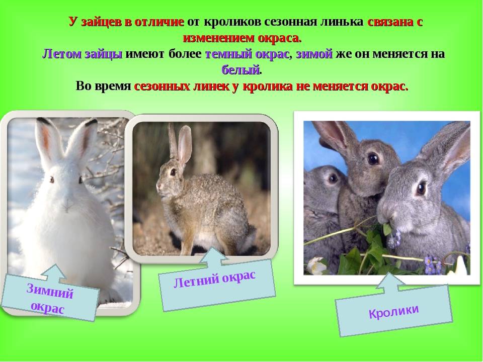 Чем отличается заяц от кролика: в чем разница, можно ли скрещивать